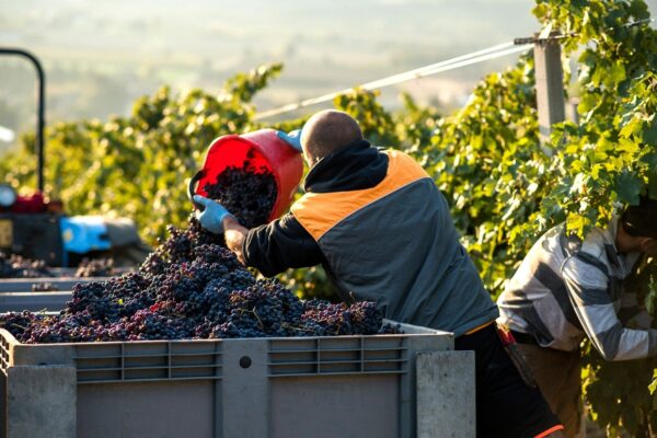 Farm workers harvesting red grapes