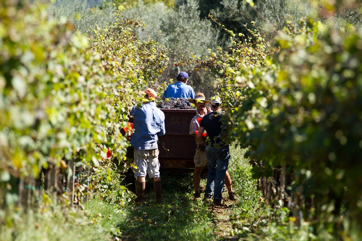 Farm workers in grape vine harvesting red grapes