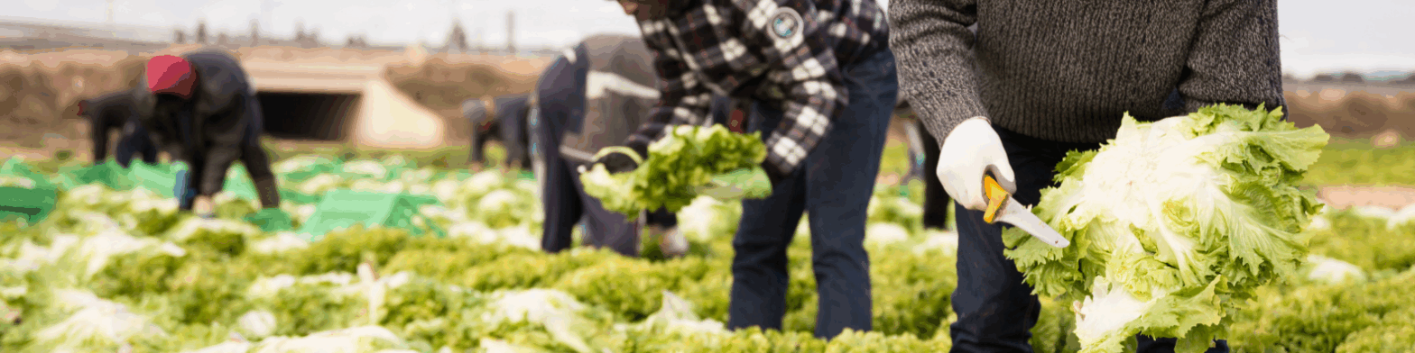 Agricultural workers in crop field representing the Adverse Effect Wage Rate update 2025