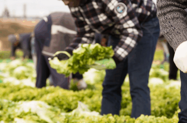 Agricultural workers in crop field representing the Adverse Effect Wage Rate update 2025